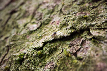 Close-Up of Tree Bark with Moss
