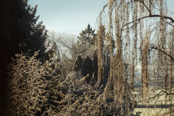 Frosty trees in the morning