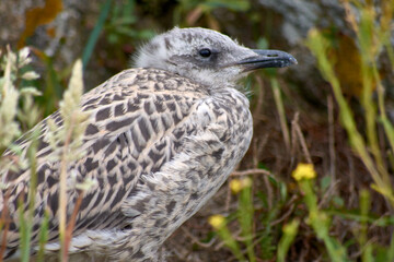 Seagull Chick on Rocks at Cies Islands