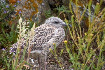 Seagull Chick on Rocks at Cies Islands
