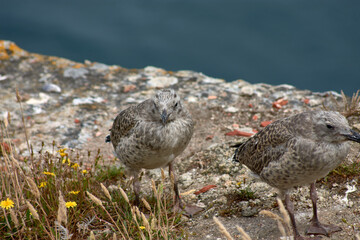 Seagull Chick on Rocks at Cies Islands