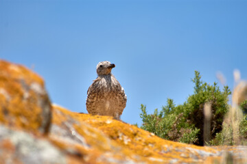 Seagull Chick on Rocks at Cies Islands