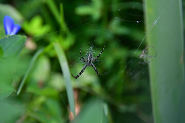 Garden Spider