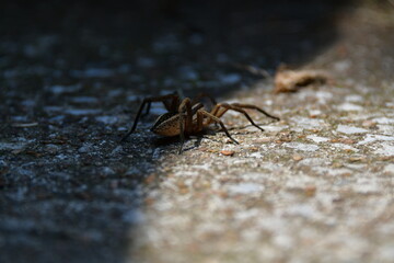 Wolf Spider