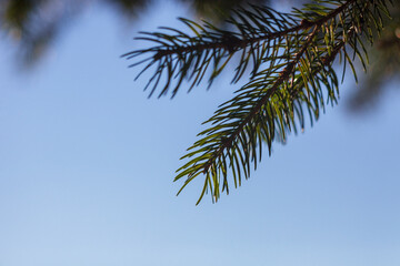 Close-up of pine needles against blue sky