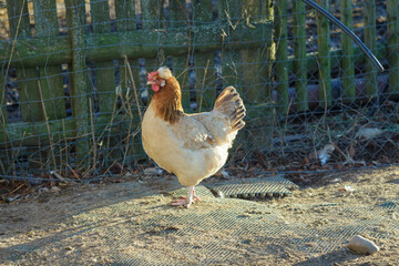 Chicken standing near a fence in a farmyard