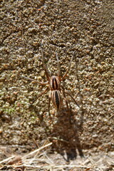 Spider