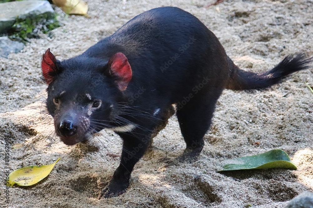 Poster Tasmanian Devil, Australia