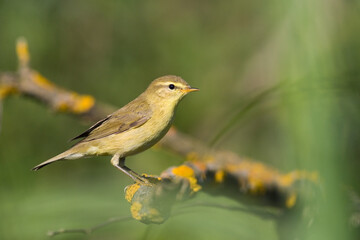 Fototapeta premium Small bird - Chiffchaff Phylloscopus collybita perched on tree, summer time