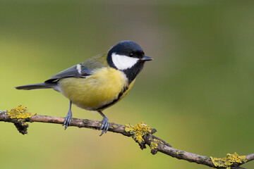 Colorful great tit ( Parus major ) perched on a tree trunk, photographed in horizontal, amazing background	