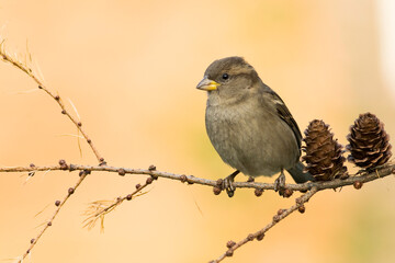 Bird - House sparrow Passer domesticus sitting on the branch