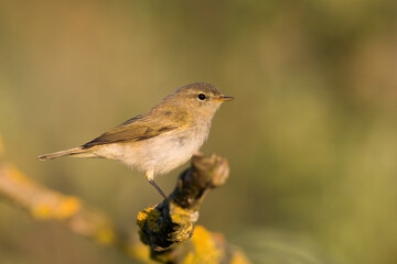 Small bird - Chiffchaff Phylloscopus collybita perched on tree, summer time