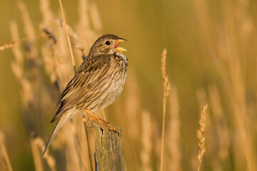 Bird Corn Bunting Emberiza calandra, meadow in summer time, Poland Europe