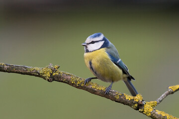 Bird - Blue Tit ( Cyanistes caeruleus ) perched on tree winter time small bird on blurred background