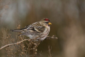 Bird - Redpoll Carduelis flammea songbird small migratory bird on blurry background autumn time bird sitting on the withered weeds