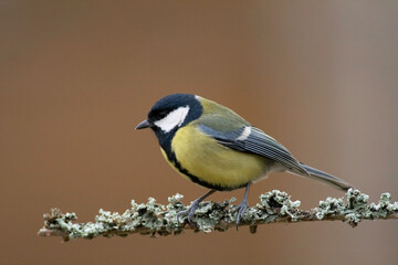 Colorful great tit ( Parus major ) perched on a tree trunk, photographed in horizontal, amazing background	