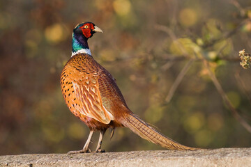 Bird - Common pheasant Phasianus colchius Ring-necked pheasant in natural habitat wildlife Poland Europe