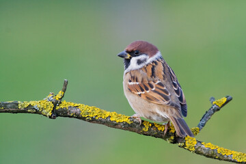 Bird - tree sparrow Passer montanus sitting on a branch green background winter time winter frosty day