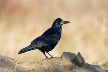 Bird Rook corvus frugilegus landing, black bird in autumn time, Poland Europe
