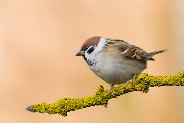Bird - tree sparrow Passer montanus sitting on a branch green background winter time winter frosty day