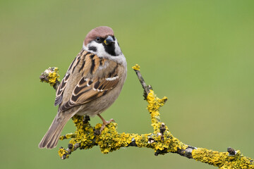 Bird - tree sparrow Passer montanus sitting on a branch green background winter time winter frosty day