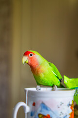 Cute lovebird parrot.pet african parrot.caring for animals.cute video.Funny parrots.Home pet parrot.The best birds.Beautiful photo of a bird.Ornithology.caring for the animal.bird pet.funny photo.  © Daria