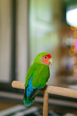 Cute lovebird parrot.pet african parrot.caring for animals.cute video.Funny parrots.Home pet parrot.The best birds.Beautiful photo of a bird.Ornithology.caring for the animal.bird pet.funny photo.
