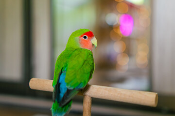 Cute lovebird parrot.pet african parrot.caring for animals.cute video.Funny parrots.Home pet parrot.The best birds.Beautiful photo of a bird.Ornithology.caring for the animal.bird pet.funny photo.
