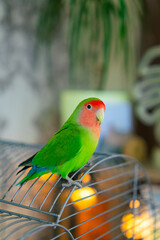 Cute lovebird parrot.pet african parrot.caring for animals.cute video.Funny parrots.Home pet parrot.The best birds.Beautiful photo of a bird.Ornithology.caring for the animal.bird pet.funny photo.
