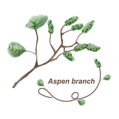Aspen branch on isolated background