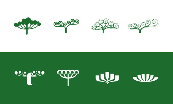 araucarias