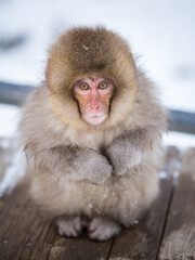 Obraz premium Young Japanese macaque also known as snow monkey, Jigokudani Monkey Park, Nagano Prefecture, Japan