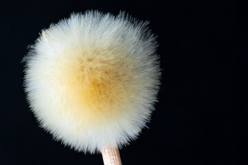 macro dandelion seeds Taraxacum officinale © Alejandro