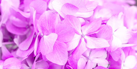 Lilac flowers close up. Bouquet of purple flowers. City flower beds, a beautiful and well-groomed garden with flowering bushes.