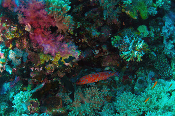 The Red Sea, one of the saltiest seas in the world, is located between Africa and Asia and covers approximately 438,000 km2 (169,100 mi2). Hundreds of hard and soft corals surround this area and are b