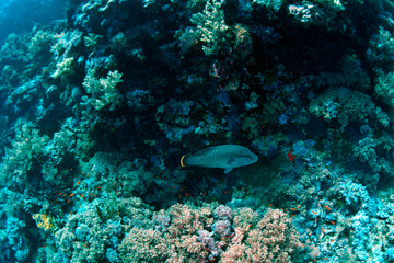 The Red Sea, one of the saltiest seas in the world, is located between Africa and Asia and covers approximately 438,000 km2 (169,100 mi2). Hundreds of hard and soft corals surround this area and are b