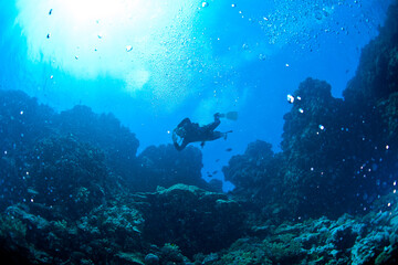Fototapeta premium The Red Sea, one of the saltiest seas in the world, is located between Africa and Asia and covers approximately 438,000 km2 (169,100 mi2). Hundreds of hard and soft corals surround this area and are b