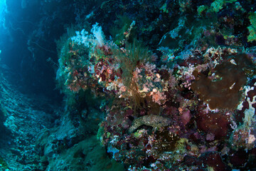 The Red Sea, one of the saltiest seas in the world, is located between Africa and Asia and covers approximately 438,000 km2 (169,100 mi2). Hundreds of hard and soft corals surround this area and are b