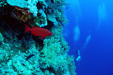 The Red Sea, one of the saltiest seas in the world, is located between Africa and Asia and covers approximately 438,000 km2 (169,100 mi2). Hundreds of hard and soft corals surround this area and are b