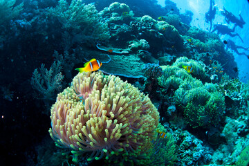 The Red Sea, one of the saltiest seas in the world, is located between Africa and Asia and covers approximately 438,000 km2 (169,100 mi2). Hundreds of hard and soft corals surround this area and are b