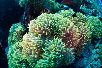 The Red Sea, one of the saltiest seas in the world, is located between Africa and Asia and covers approximately 438,000 km2 (169,100 mi2). Hundreds of hard and soft corals surround this area and are b