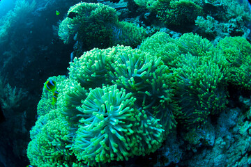 The Red Sea, one of the saltiest seas in the world, is located between Africa and Asia and covers...