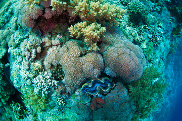 The Red Sea, one of the saltiest seas in the world, is located between Africa and Asia and covers approximately 438,000 km2 (169,100 mi2). Hundreds of hard and soft corals surround this area and are b