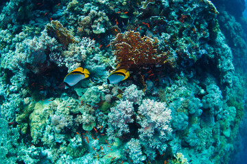 The Red Sea, one of the saltiest seas in the world, is located between Africa and Asia and covers approximately 438,000 km2 (169,100 mi2). Hundreds of hard and soft corals surround this area and are b