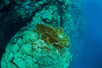 The Red Sea, one of the saltiest seas in the world, is located between Africa and Asia and covers approximately 438,000 km2 (169,100 mi2). Hundreds of hard and soft corals surround this area and are b