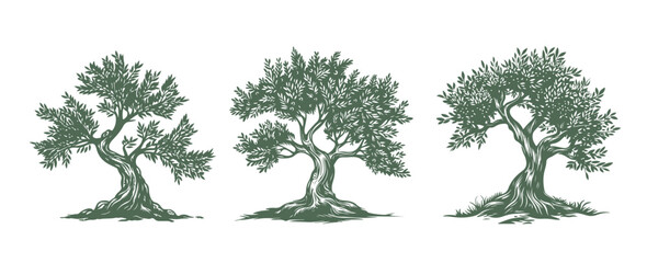 Olive tree, hand drawn style.	
