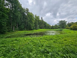 landscape with trees and clouds