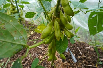 収穫直前の枝豆