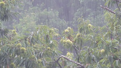 栗の木に土砂降りの雨が降る