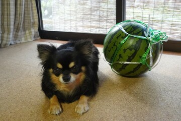 窓辺の小さいチワワと大きい西瓜